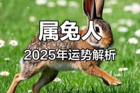 2025年属兔人需避开的三大生肖运势解析