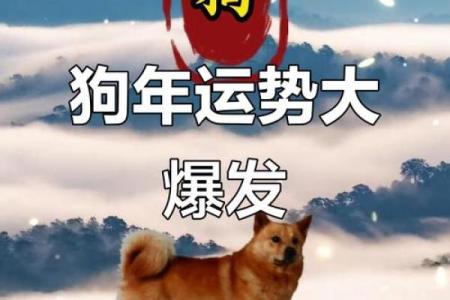 属狗2025年运势及运程每月运程狗 1970年属狗的每月运势