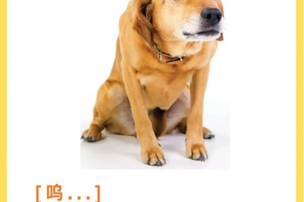 梦见狗说话 梦见狗说话